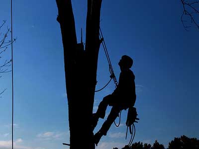 Tree trimming services in covina