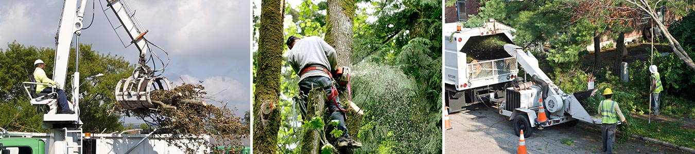 Tree Trimming Companies in Glendora, California